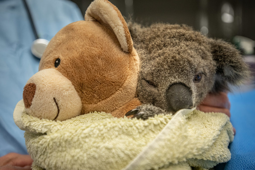 Animal Rescuers Provide Hope During Australian Wildfires