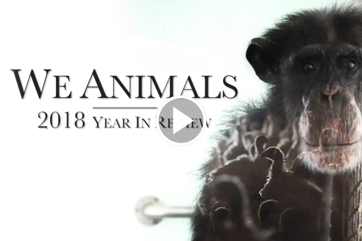 We Animals: 2018 Year in Review