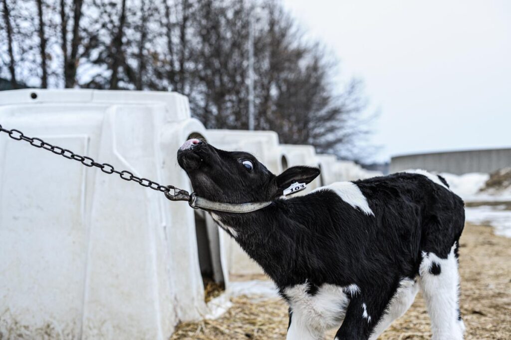 An Untold Story of Dairy Production