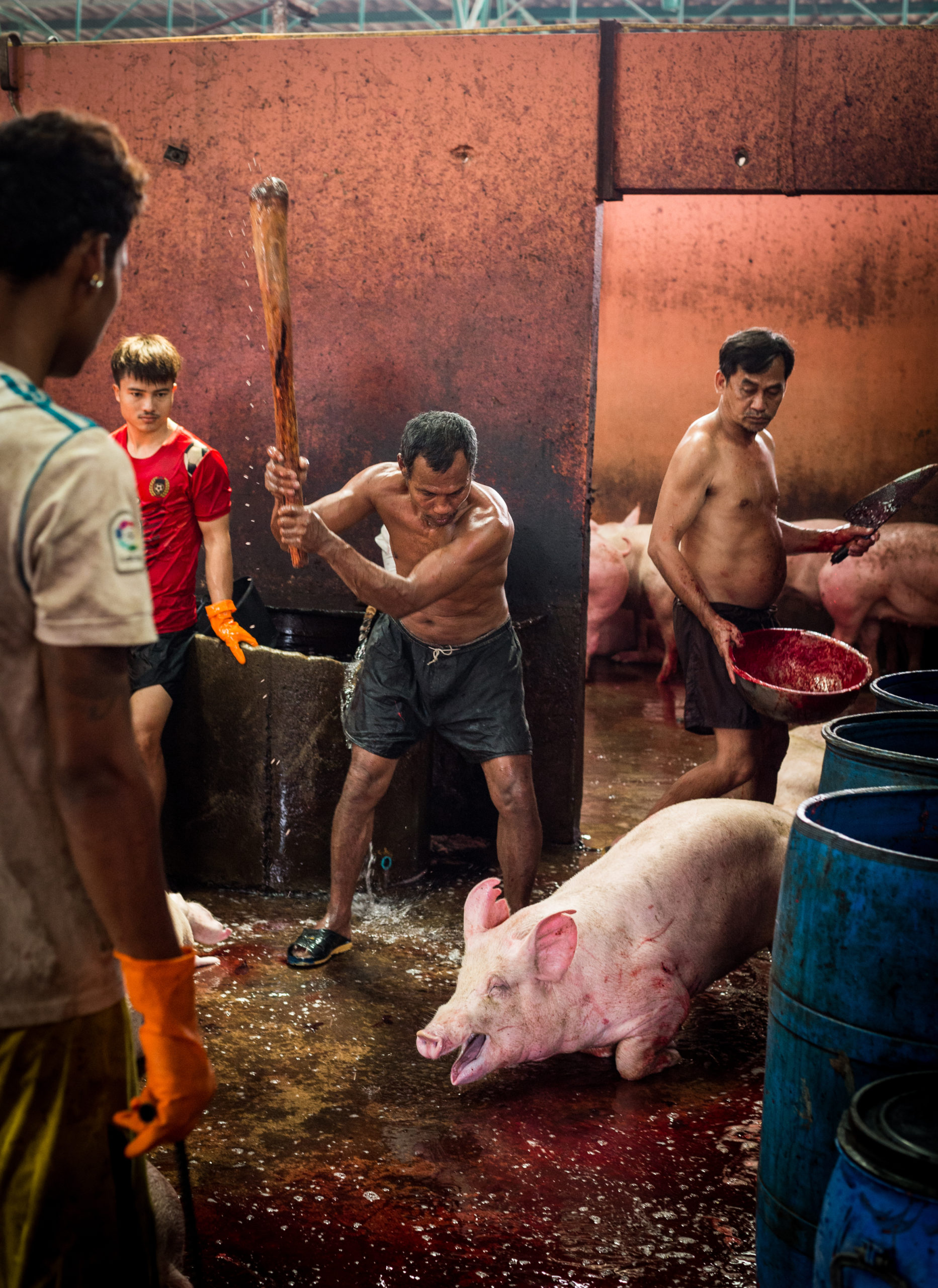 A distressed chicken hangs upside down with her mouth agape as a worker attaches her to a processing line at a halal slaughterhouse. Indonesia, 2022. Seb Alex / We Animals