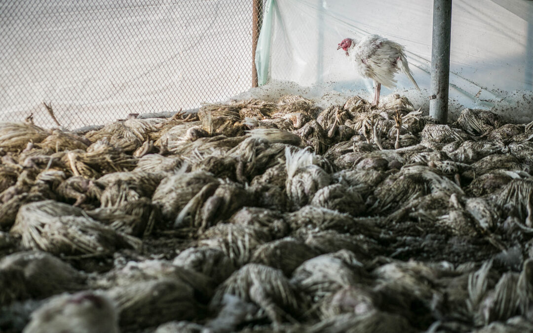 Avian Flu in the Era of Big Ag