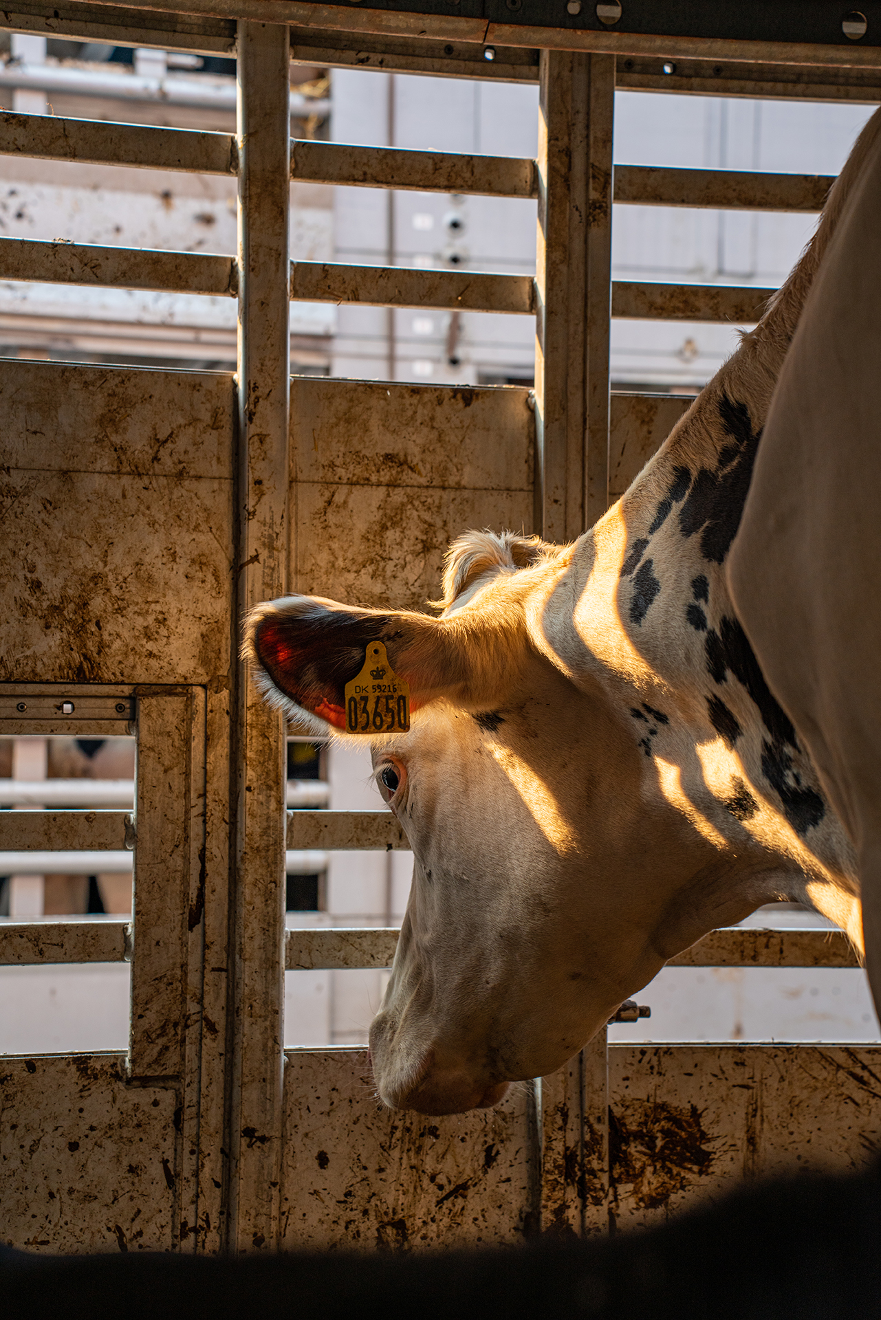 A distressed chicken hangs upside down with her mouth agape as a worker attaches her to a processing line at a halal slaughterhouse. Indonesia, 2022. Seb Alex / We Animals