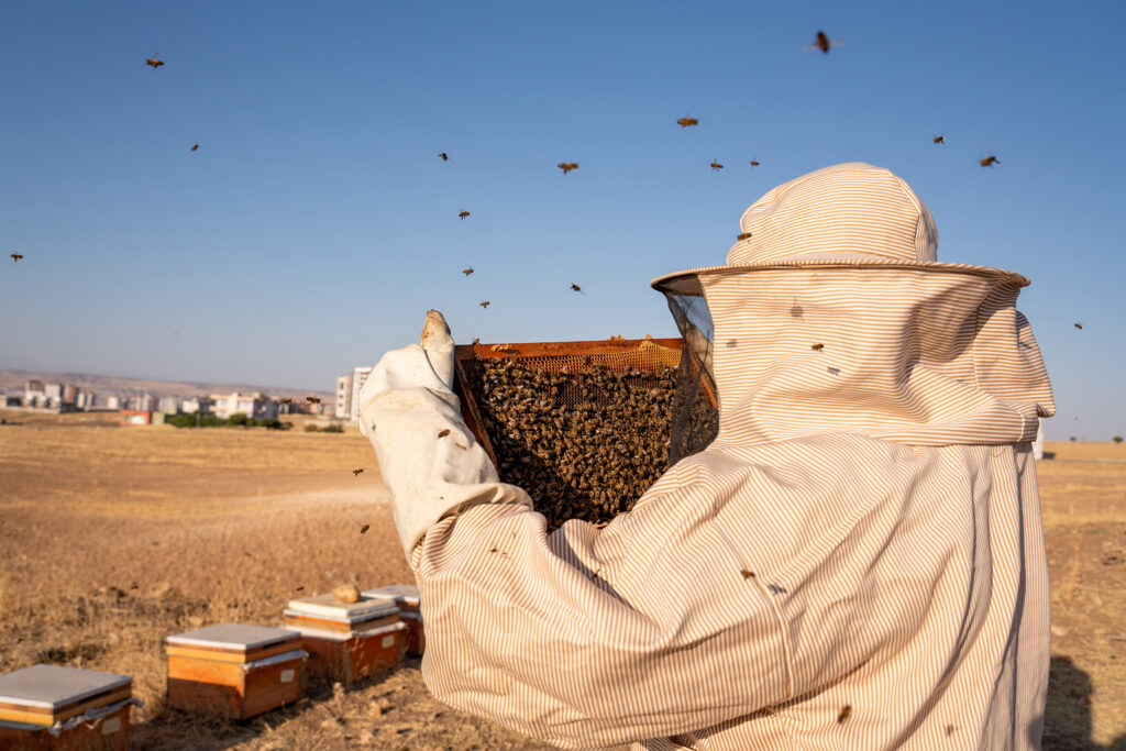 Beekeeping and Honey Production in Türkiye