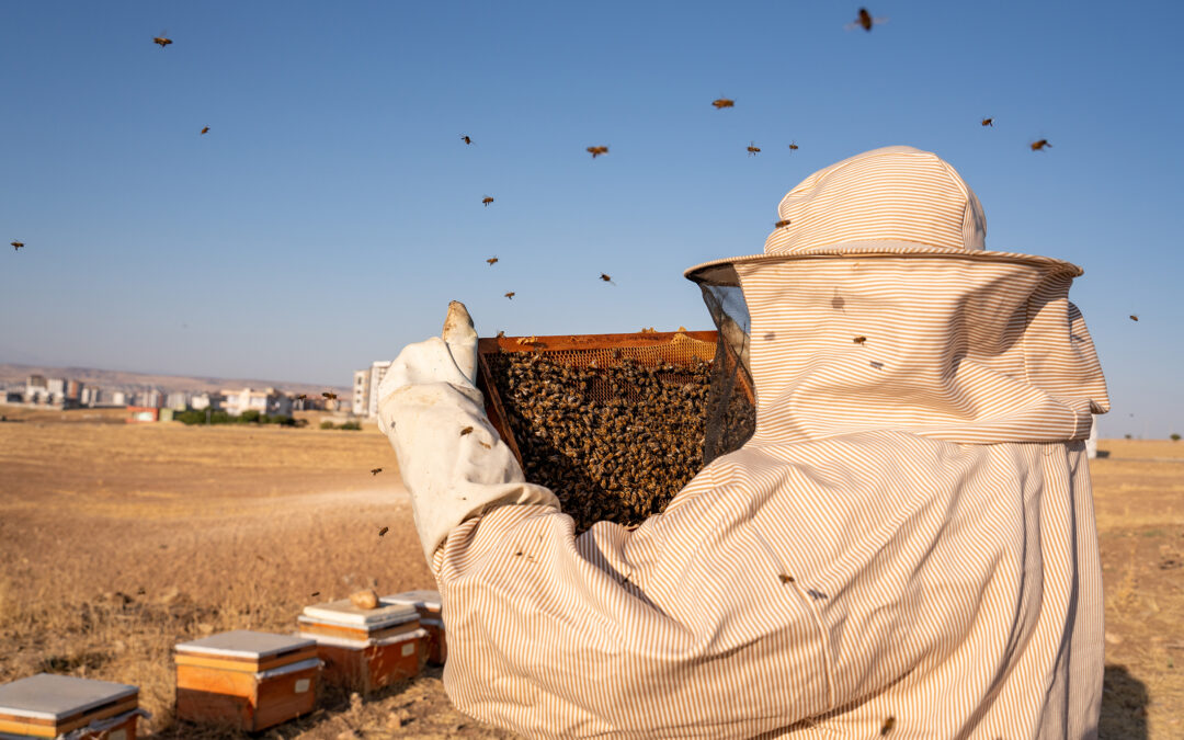 Beekeeping and Honey Production in Türkiye