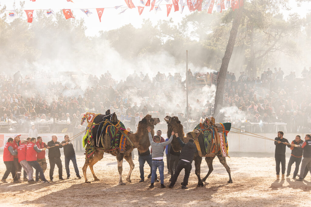 Forced to Fight: Documenting Camel Wrestling in Türkiye