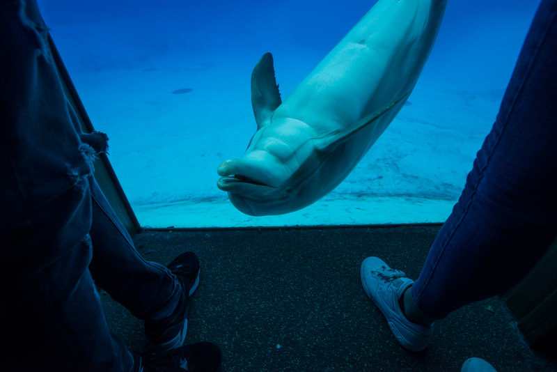 Captive dolphin on display swims upside down at an aquarium. France, 2017.