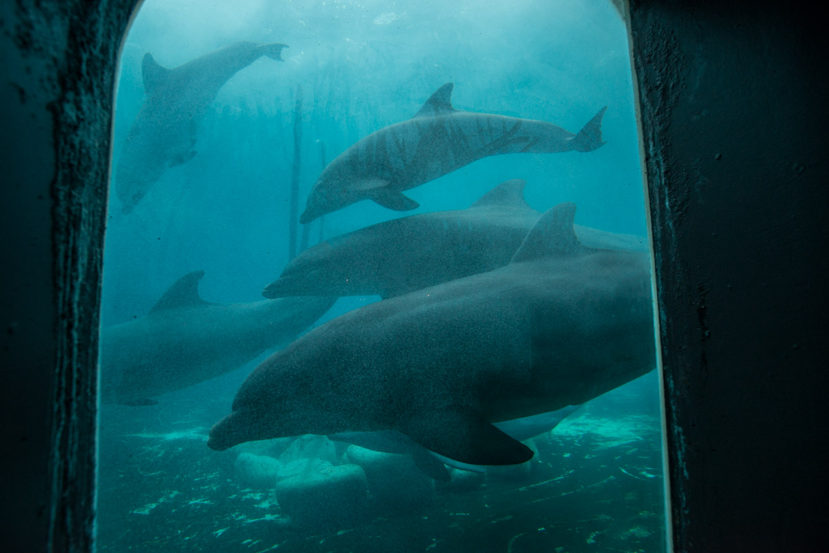 Captive dolphins on display at an aquarium. France, 2017.