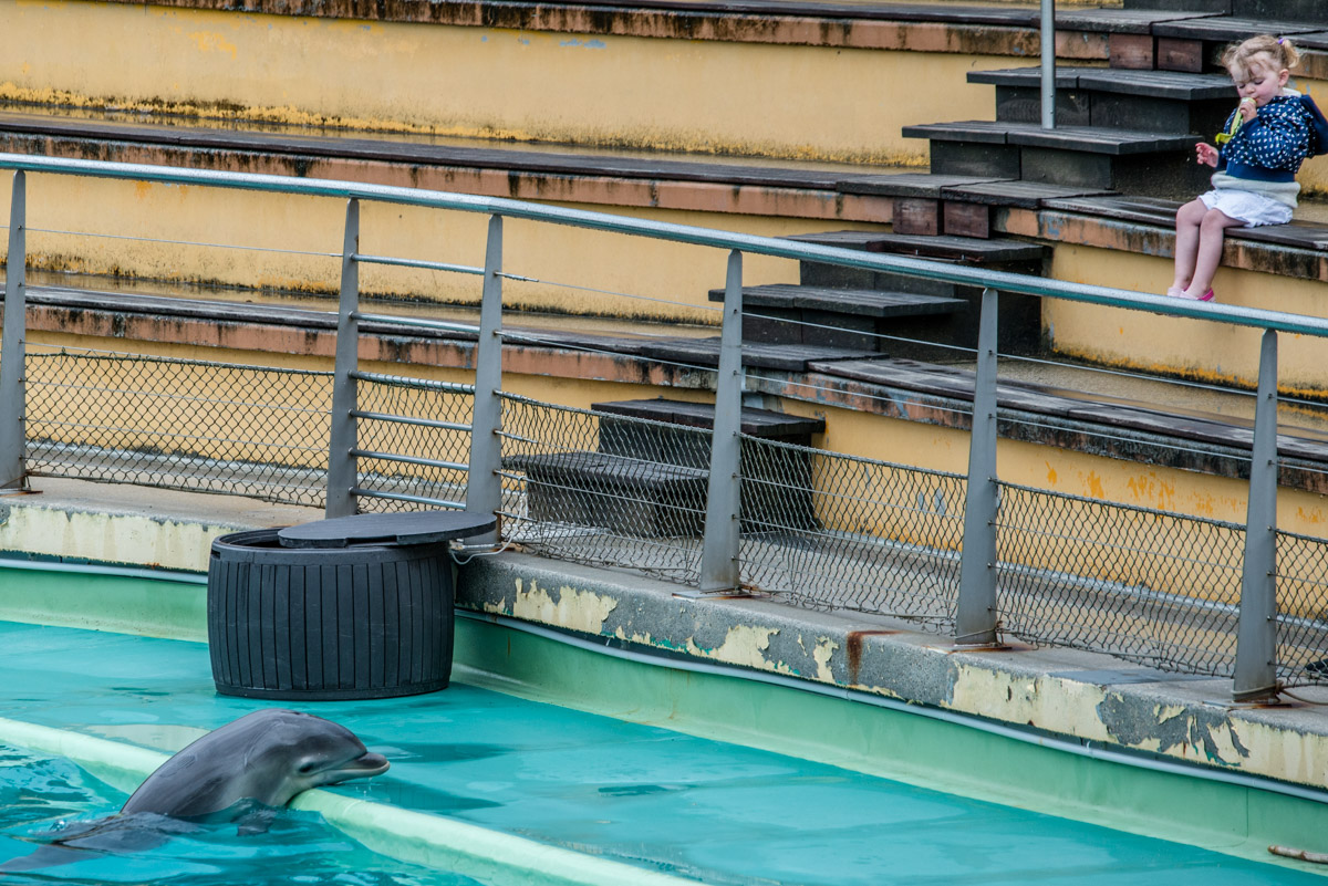 A performing dolphin and a child. France, 2017.