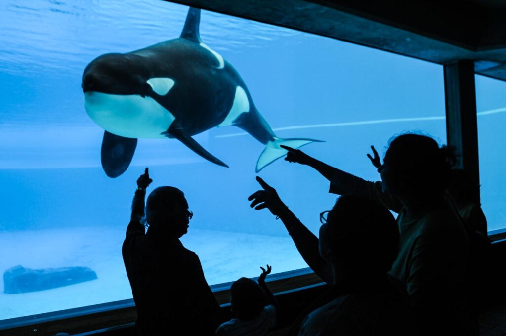 The Current State of Cetacean Captivity