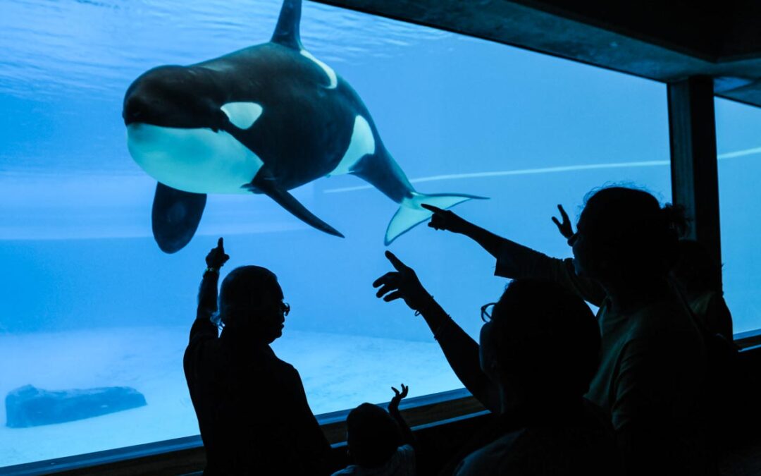 The Current State of Cetacean Captivity