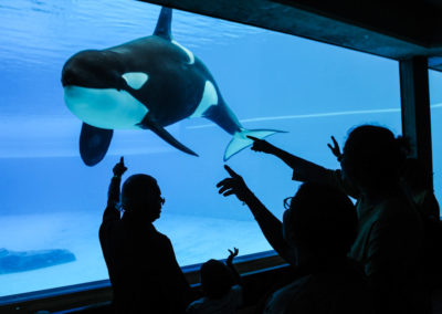 Steve-The Current State of Cetacean Captivity