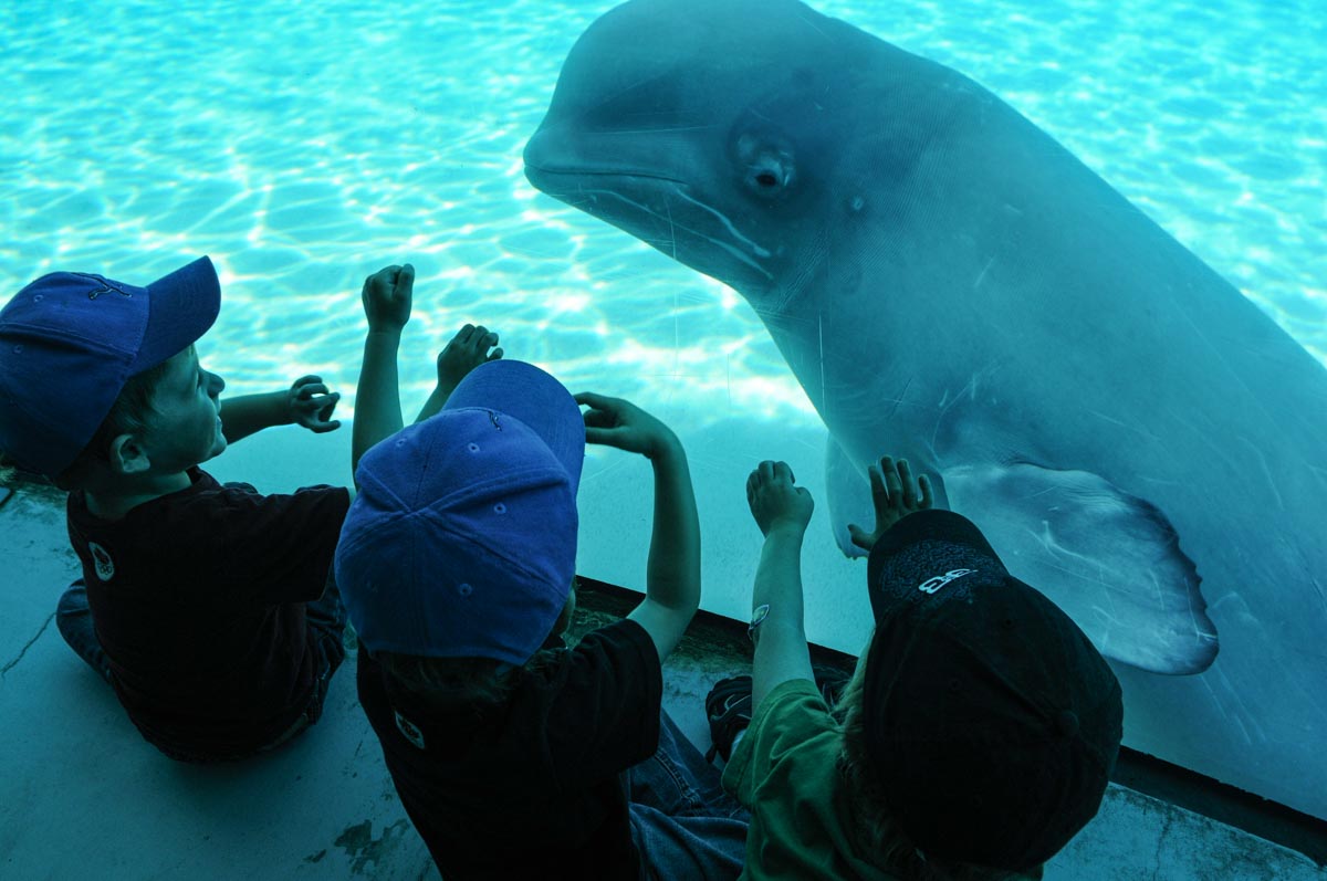 A beluga whale on display at Marineland. Canada, 2011.