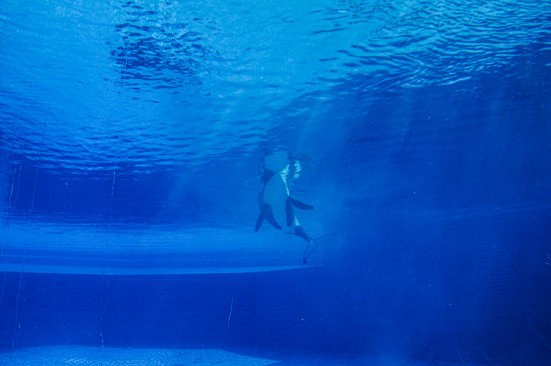 Kiska, a lone orca at Marineland. Canada, 2011.