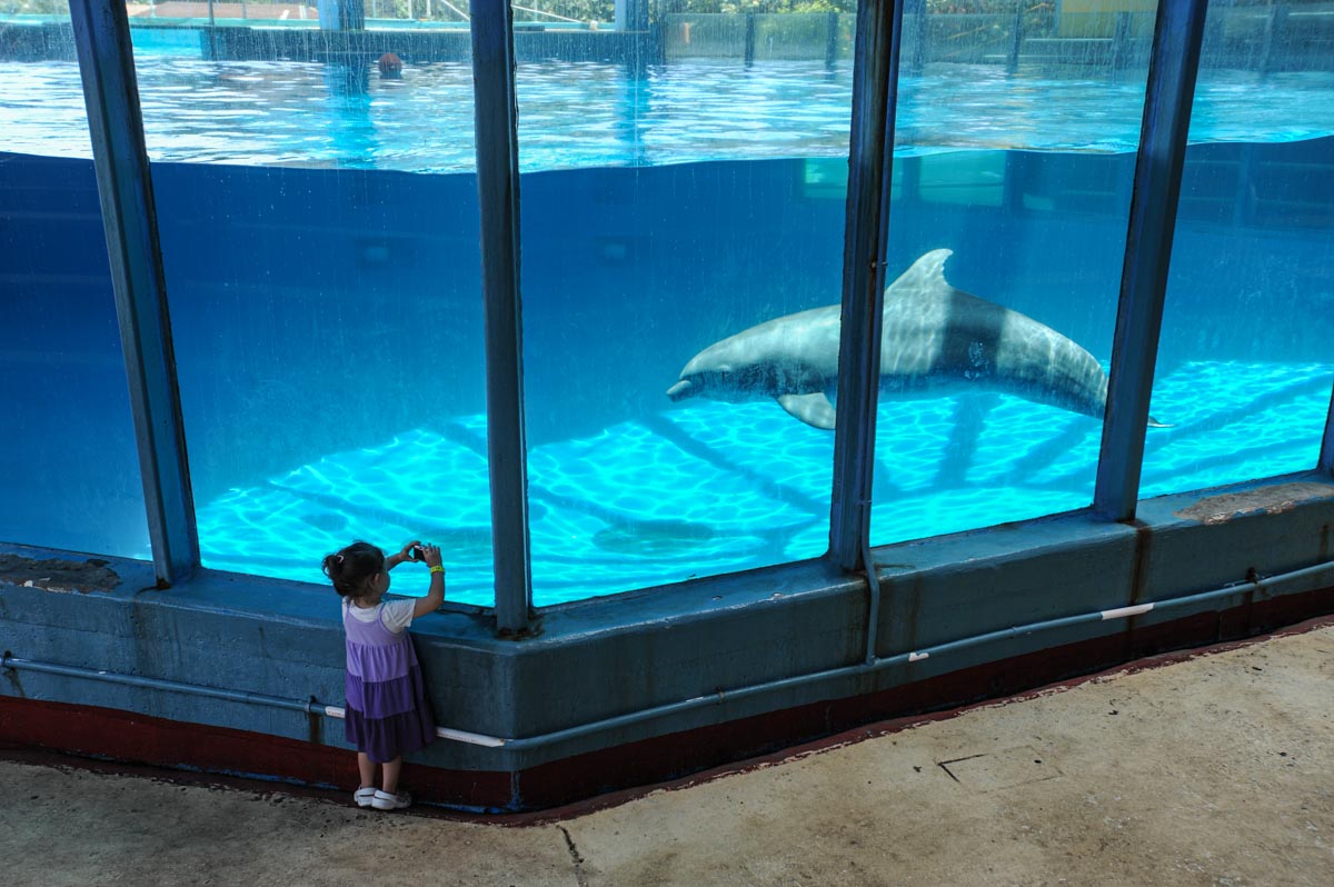 A beluga whale on display at Marineland. Canada, 2011.