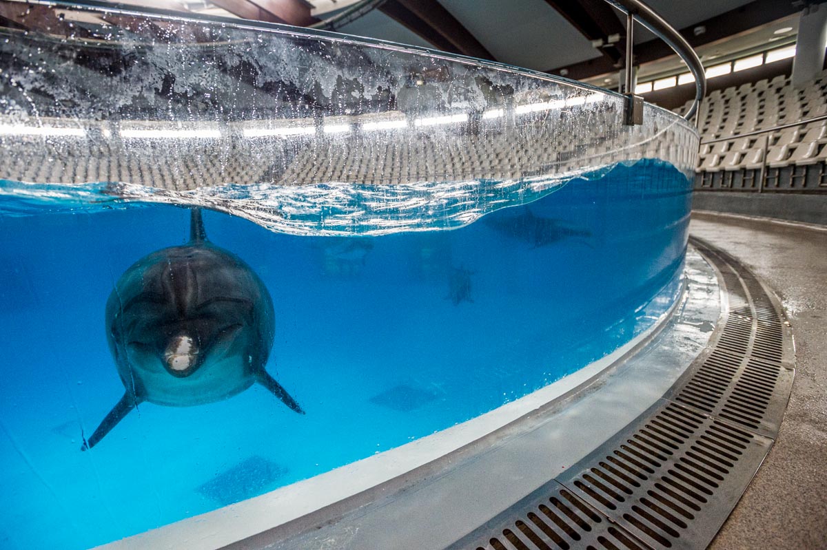 Bottlenose dolphin between performances. Lithuania, 2016.