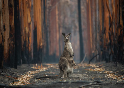 Disaster Response: How Australia Is Failing Its Wildlife