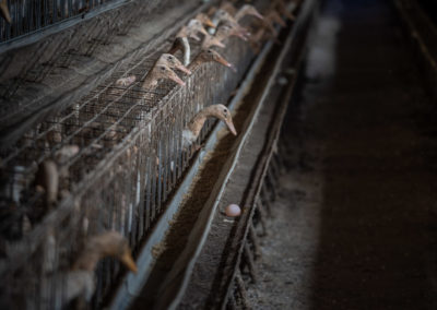The rise of caged duck farming in Taiwan