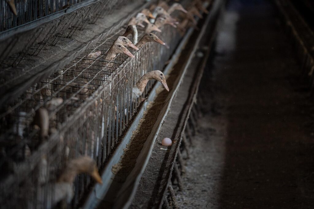 The rise of caged duck farming in Taiwan