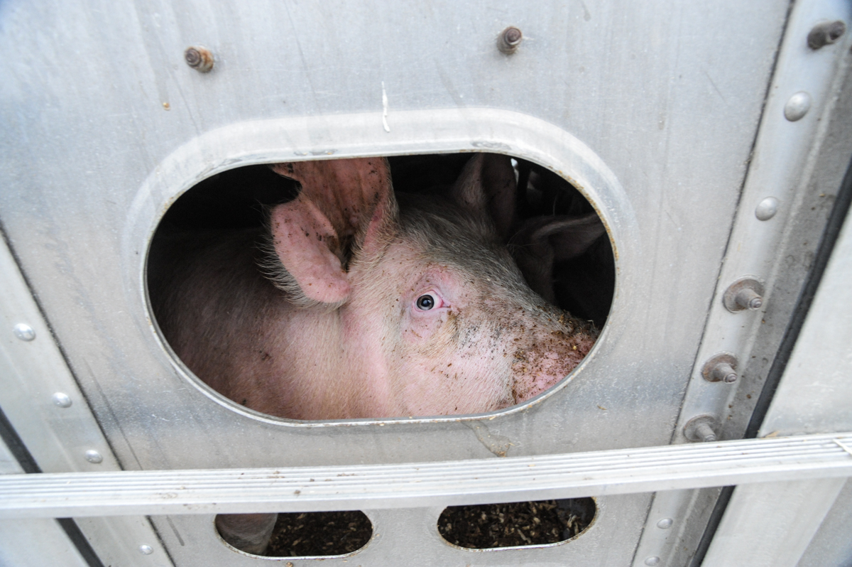 A pig in a crowded truck. Canada, 2011.