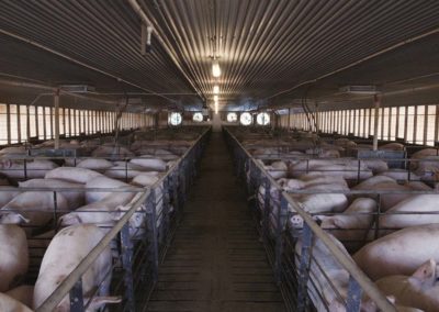 System Shutdowns and The Failures of Factory Farming