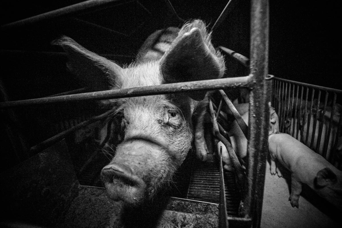 An investigation into pig farming with Animal Equality.