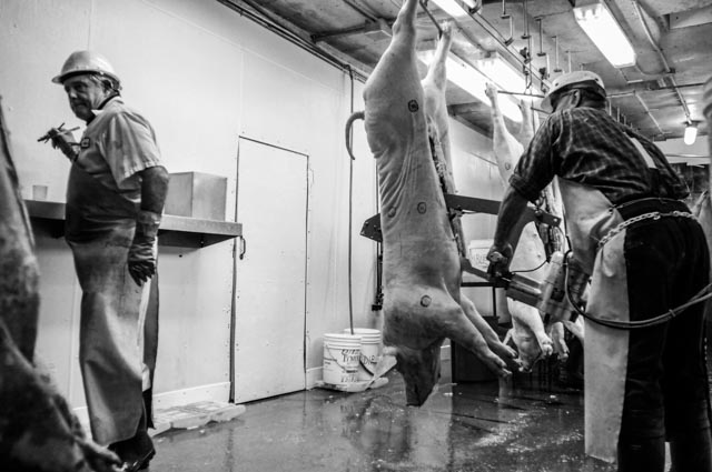 Pig being gutted at a Southern Ontario slaughterhouse.