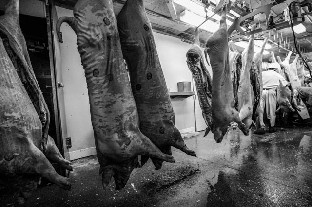 Several gutted pigs hanging from metal hooks in a Southern Ontario slaughterhouse.