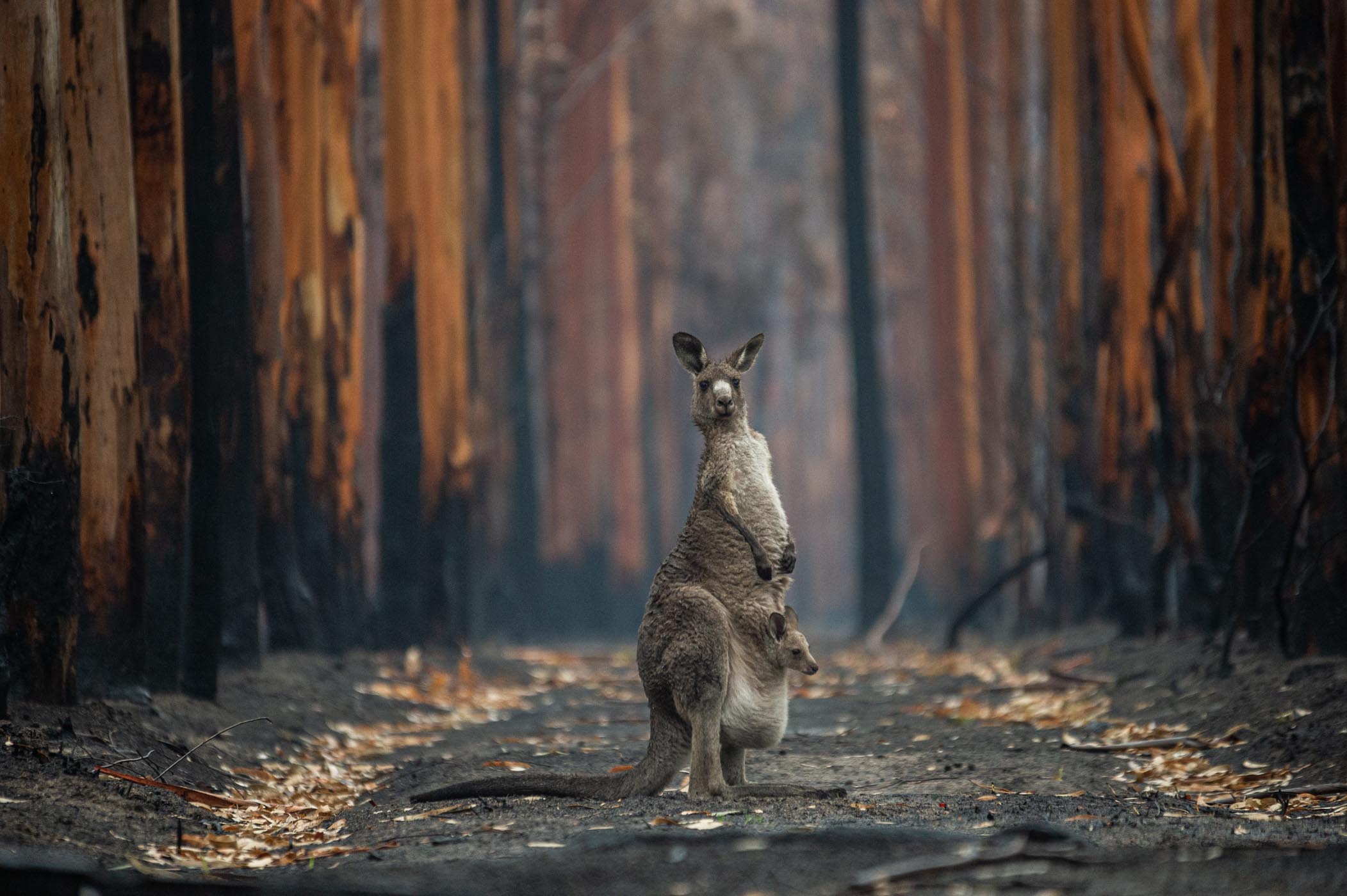 An Eastern grey kangaroo and her joey who survived the forest fires in Mallacoota. Australia, 2020. Jo-Anne McArthur / We Animals