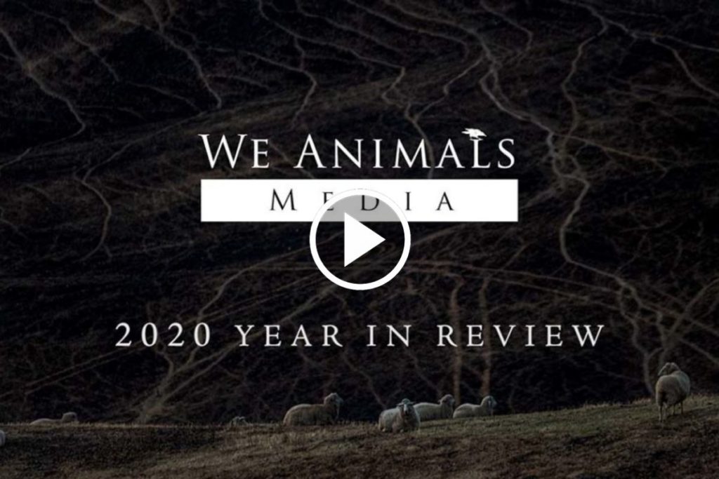 We Animals: 2020 Year In Review