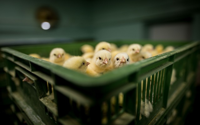 Day-old chicks are packed into crates at an industrial hatchery. During transport to farms, they are often unprotected from heat and cold. Poland, 2019. Konrad Lozinski / HIDDEN / We Animals