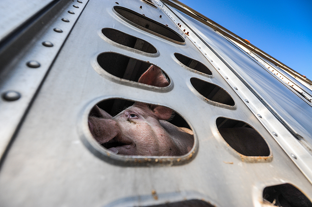 A pig en route to slaughter. Canada, 2021. Jo-Anne McArthur / The Ghosts In Our Machine / We Animals