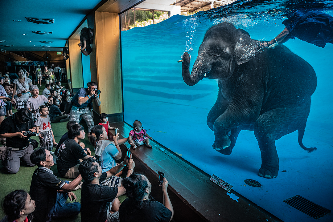 Tourists at Khao Kiew Zoo watch an Asian elephant forced to swim underwater for performances. Thailand, 2019. Adam Oswell / HIDDEN / We Animals