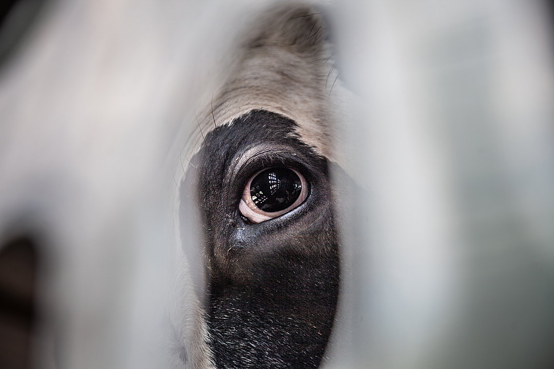 The interior of the transport truck is reflected in this cow’s eye. Canada, 2018. Louise Jorgensen / HIDDEN / We Animals