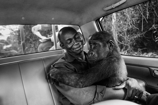 Pikin and Appolinaire. Pikin was being transported from the vet clinic to the new gorilla enclosure, but woke up early from the sedation. Cameroon, 2009. Jo-Anne McArthur / We Animals