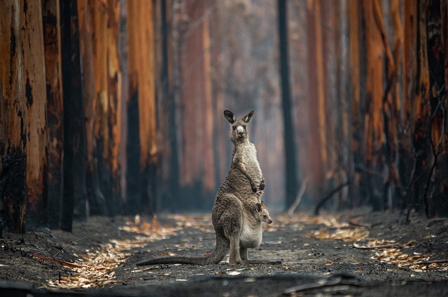 An Eastern grey kangaroo and her joey who survived the forest fires in Mallacoota. Australia, 2020. Jo-Anne McArthur / We Animals