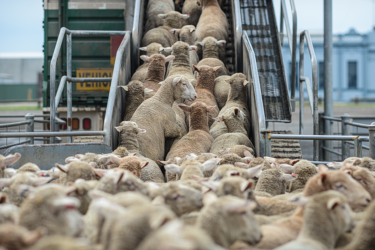 Sheep being loaded onto trucks from the sale yards. Australia, 2013. Jo-Anne McArthur / We Animals