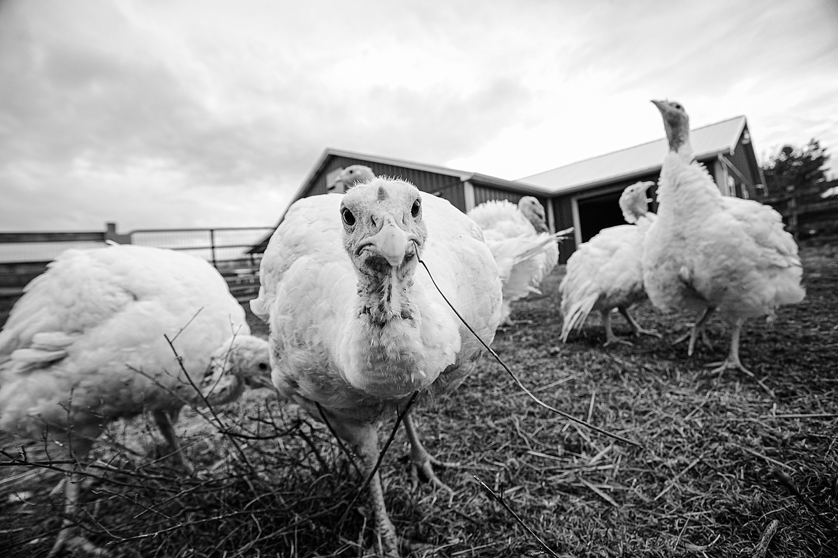 Rescued turkey poults at Farm Sanctuary. USA, 2010. Jo-Anne McArthur / We Animals
