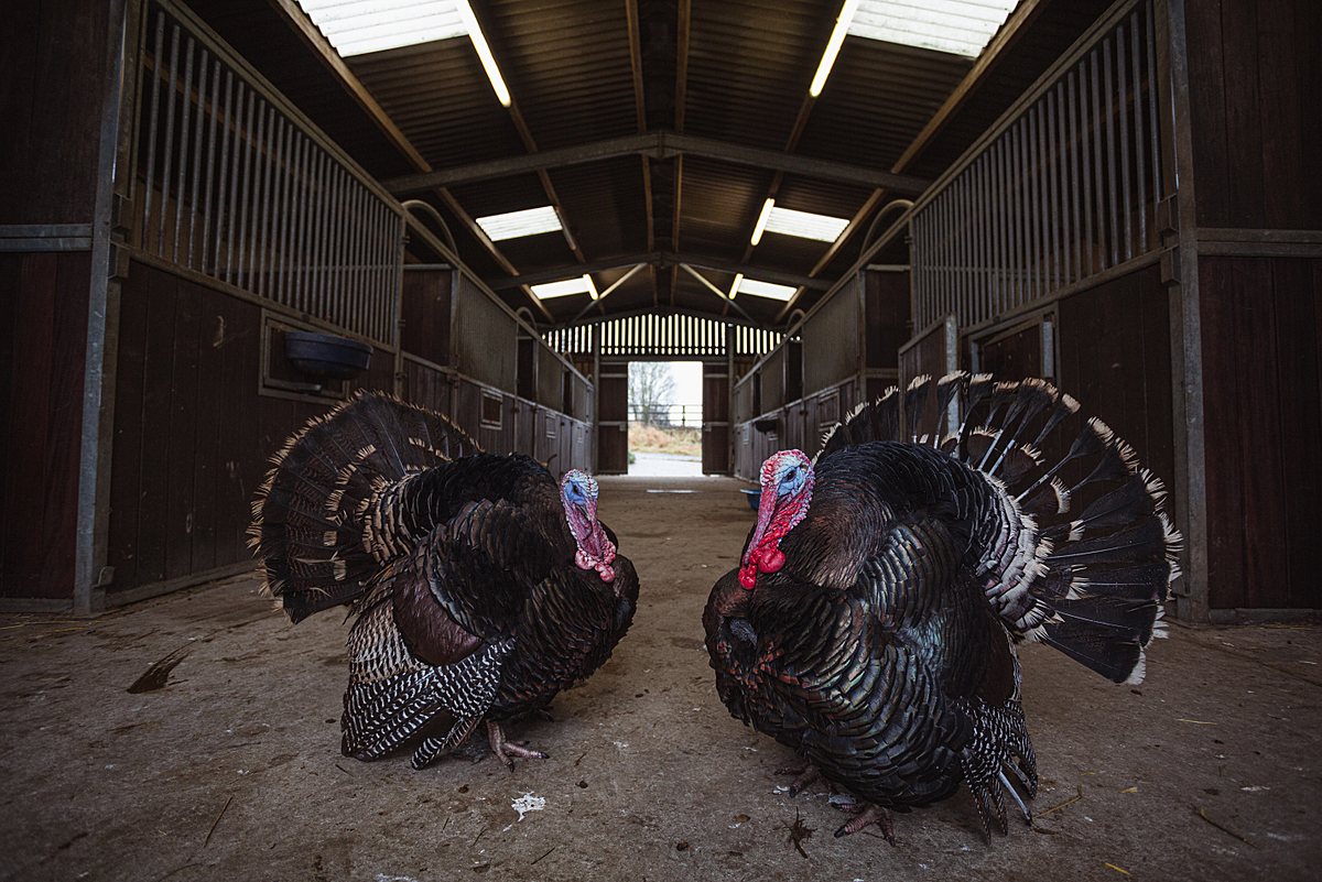Rescued from becoming Christmas turkeys, Harold and his brother Fredrick explore the main shelter at Surge Sanctuary. UK, 2020. Tom Woollard / We Animals