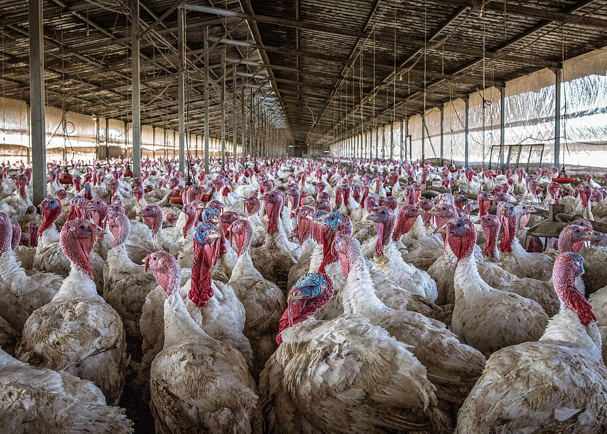 Thousands of turkeys crammed into a factory farm. Israel, 2020. Omer Shoshan / We Animals