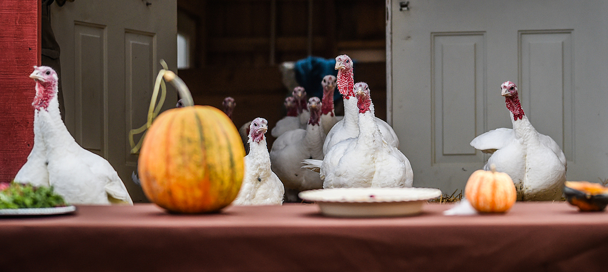 At Thanksgiving, Farm Sanctuary hosts a weekend in celebration of the turkeys. Delighted visitors gather around and watch the rescued turkeys feast on fresh vegetables and pies. USA, 2015. Jo-Anne McArthur / We Animals