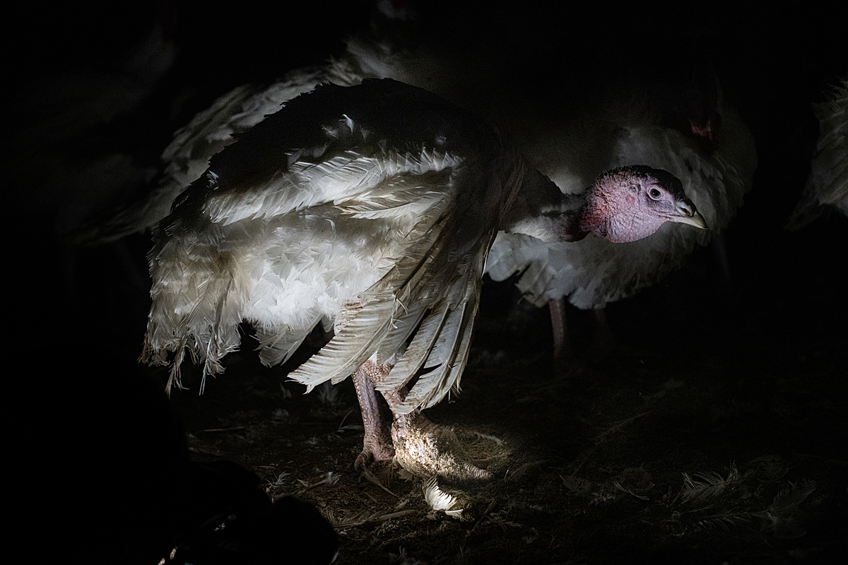 A turkey suffers from bumblefoot, also known as plantar pododermatitis, a common disorder of maturing males of the heavy breeds of turkeys. Canada, 2020. Jo-Anne McArthur / We Animals