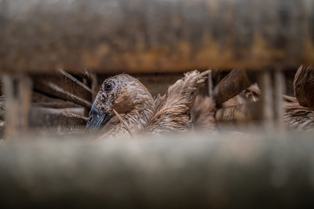 Investigation: Duck Egg Farming in Indonesia