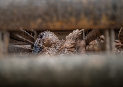 Investigation: Duck Egg Farming in Indonesia