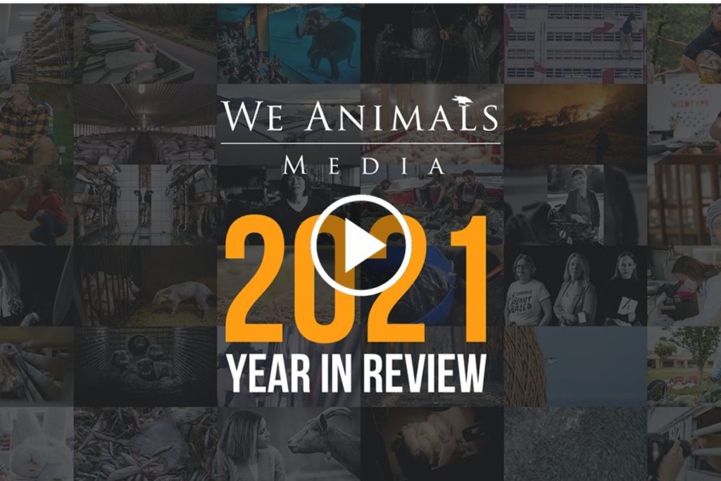 We Animals: 2021 Year in Review