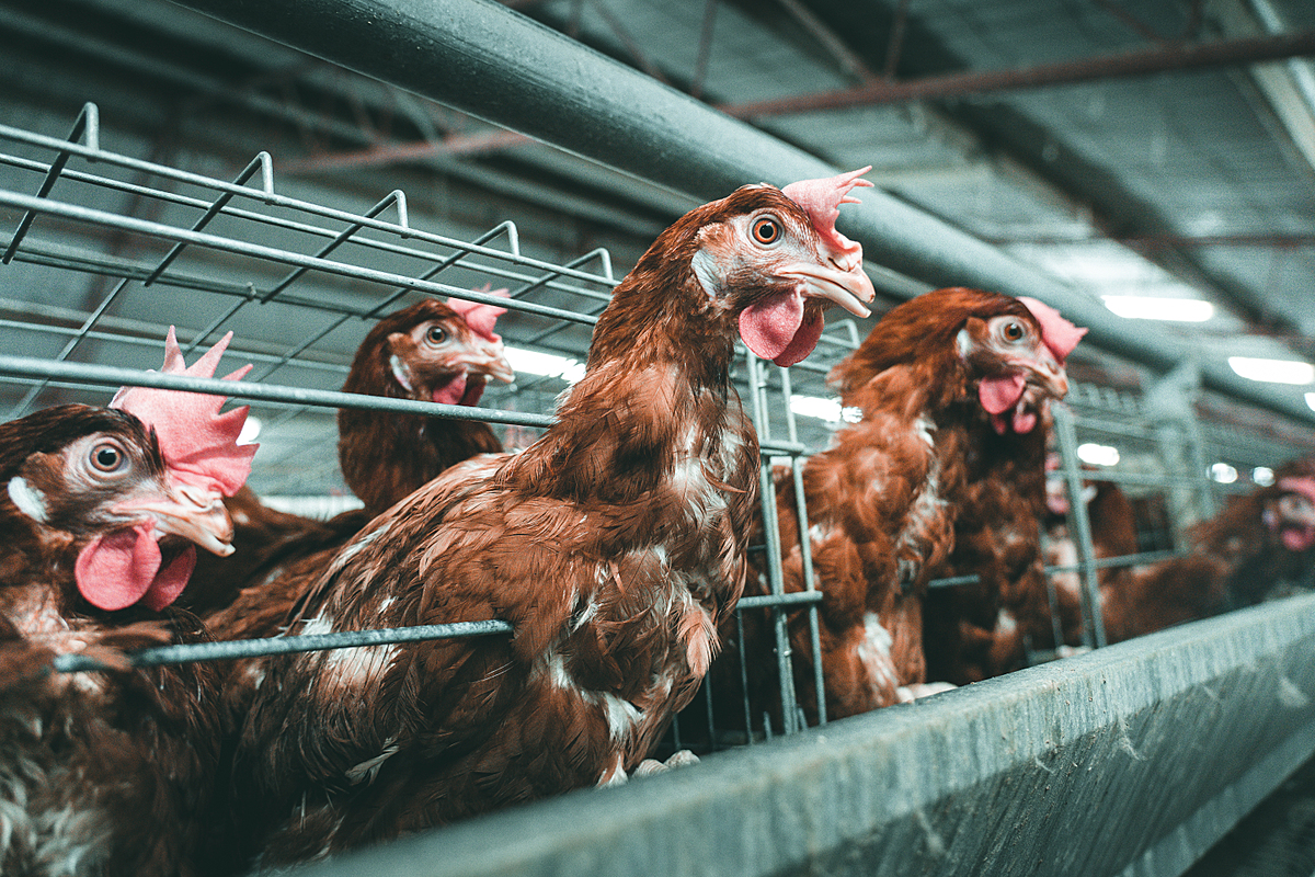 Several egg-laying hens poke their necks out of the battery cages they are confined to at a chicken egg farm. Australia, 2019. Seb Alex / We Animals