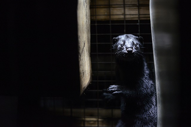 Mink in a very small cage at a fur farm in British Columbia. Canada, 2014. Jo-Anne McArthur / #MakeFurHistory / We Animals