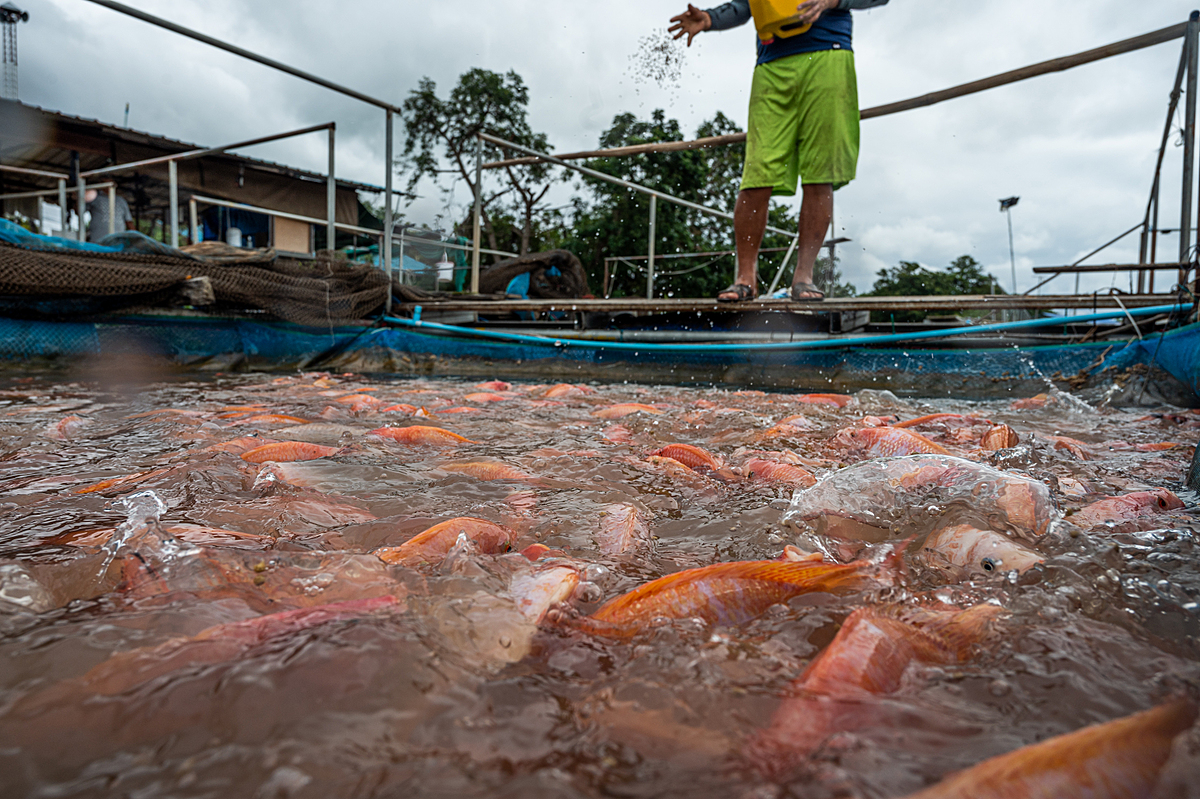 A large number of red hybrid tilapia feed on food pellets, in a crowded floating pen at a fish farm in Thailand. A worker in the background tosses a handful of pellets into the water. Thailand, 2021. Mako Kurokawa / Sinergia Animal / We Animals