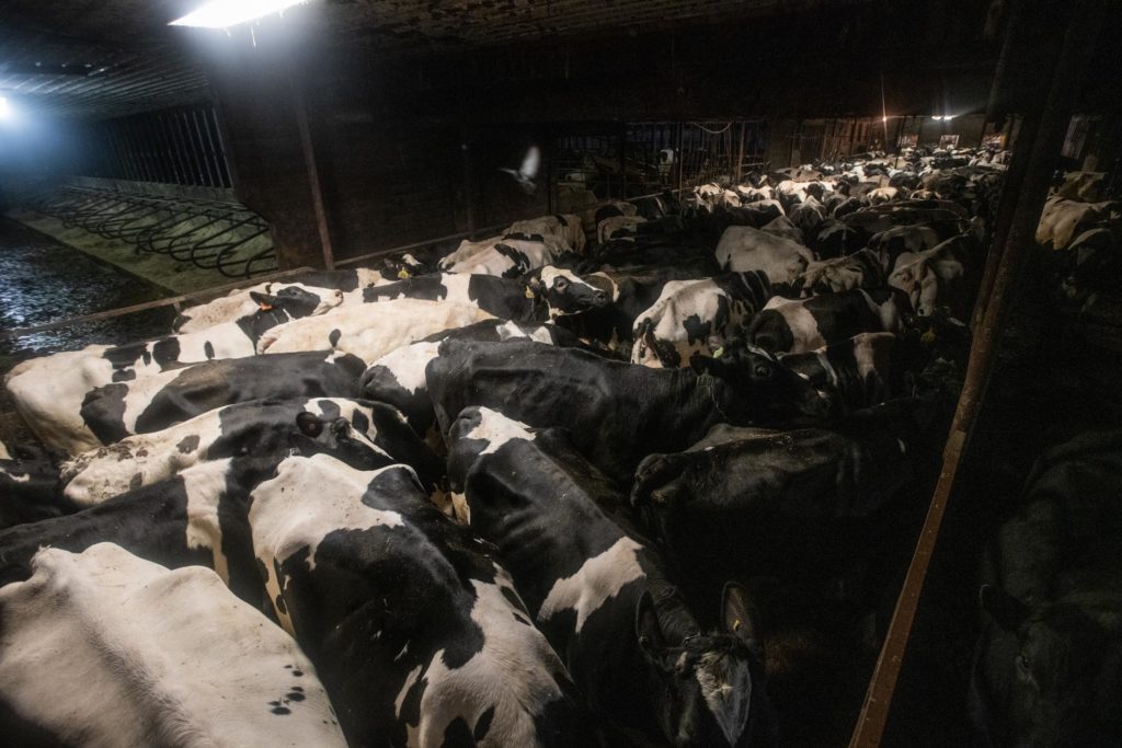 Assignment: Inside Vermont’s Dairy Industry