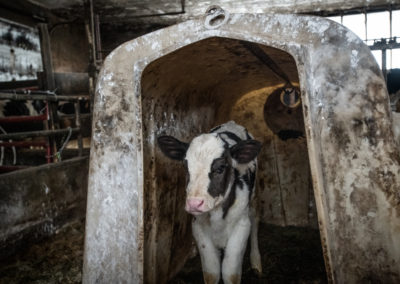 Assignment: Inside Vermont’s Dairy Industry