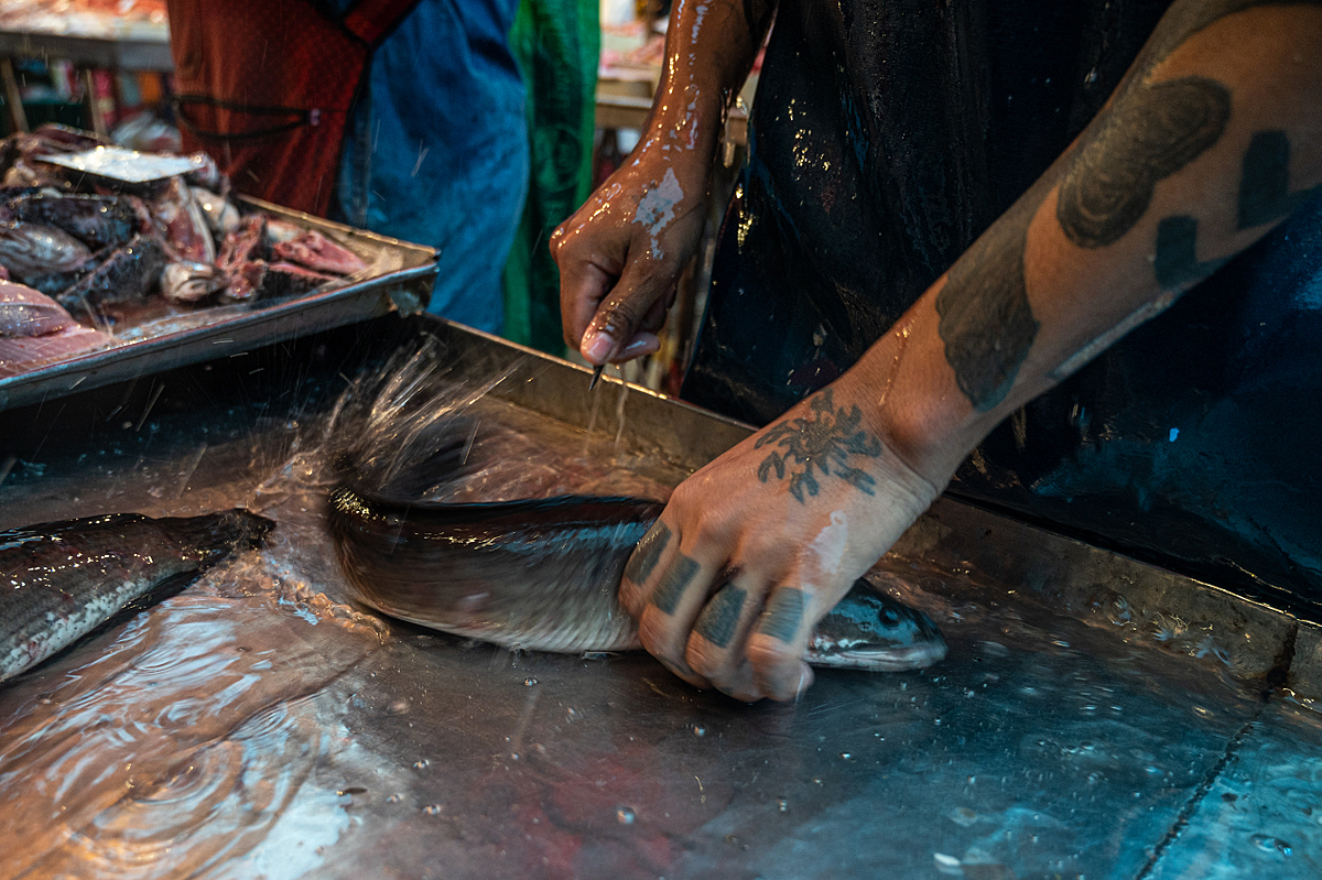 A fishmonger grasps a live snakehead and prepares to paralyze the fish with a metal spike at a fish stall in a wet market in Thailand. Thailand, 2021. Mako Kurokawa / Sinergia Animal / We Animals